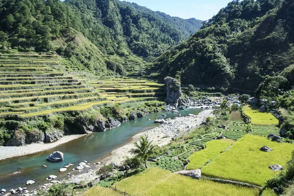 Reisfelder nördlich von Luzon auf den Philippinen — Stockfoto