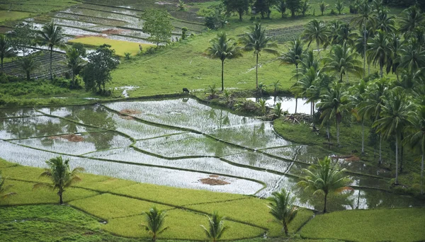 Water buffalo rice fields philippines — Stock Photo, Image