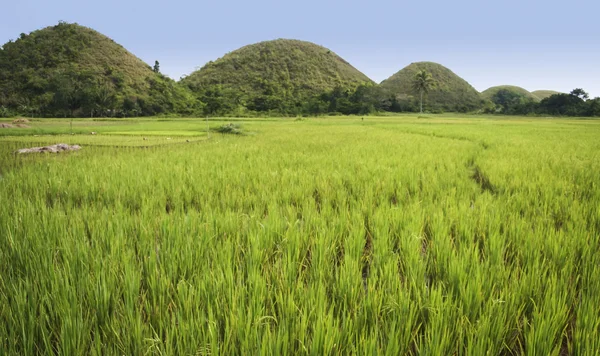 Bohol chocolade heuvels panorama Filippijnen — Stockfoto