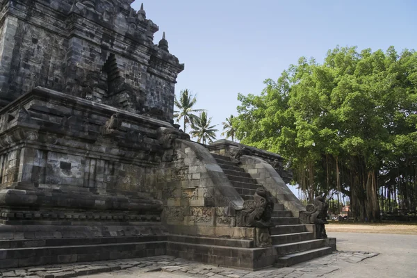 Świątynia Borobudur banyan drzewo java — Zdjęcie stockowe