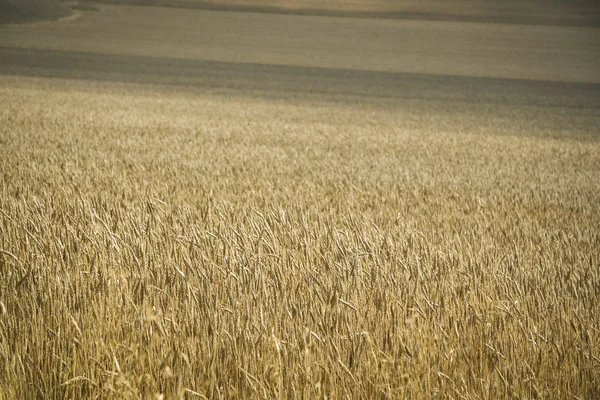 黄金の麦畑のハートフォードシャー州英国 — ストック写真