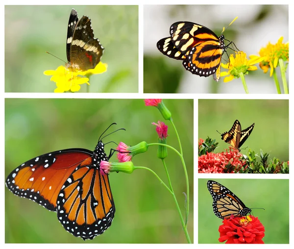 Butterfly Collage — Stock Photo, Image