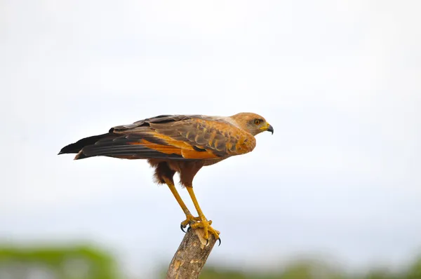 Savannenfalke (leucopternis princeps) — Stockfoto