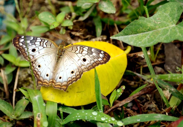 Rare Butterfly — Stock Photo, Image