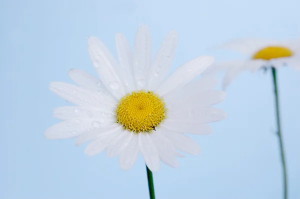 雏菊 — 图库照片
