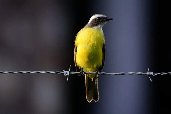 Rusty-margined vliegenvanger (Myiozetetes cayanensis) — Stockfoto