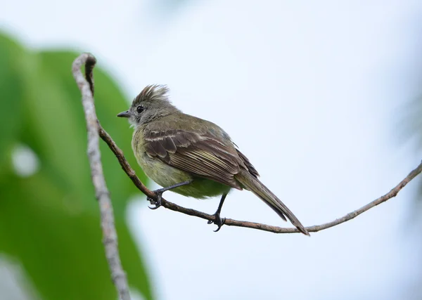 Yellow-bellied Elaenia — 스톡 사진