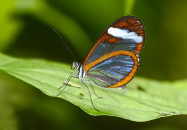 Paula'nın clearwing (oleria paula)