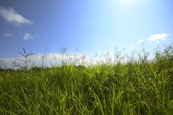 Високій траві — стокове фото