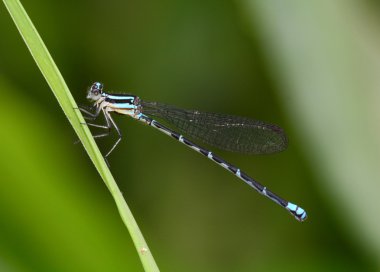 ortak bluetail kızböcekleri
