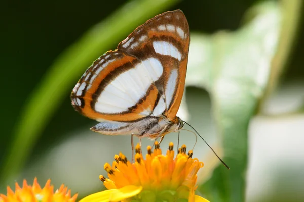 Irenea Metalmark (Thisbe irenea) — стокове фото