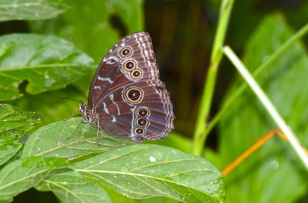 Blauwe morpho — Stockfoto