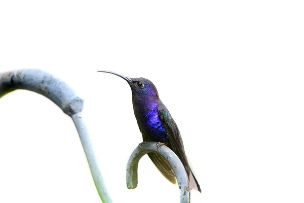 紫罗兰色的 sabrewing (campylopterus hemileucurus) — 图库照片