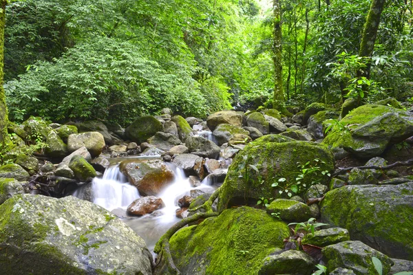 雨林流 — 图库照片