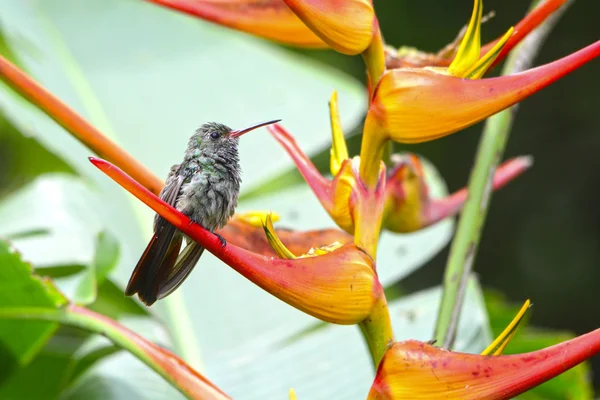 Rufous-tailed Hummingbird — Stock Photo, Image
