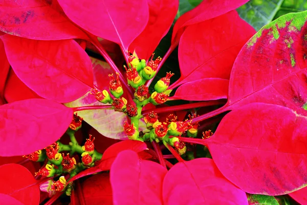 Boże Narodzenie kwiat — Zdjęcie stockowe
