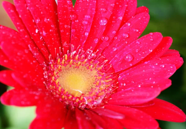 Makro szemcsésedik-ból egy piros gerbera — Stock Fotó