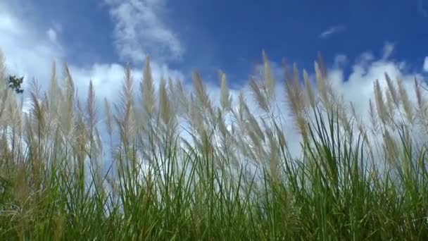 Vackra högt gräs — Stockvideo