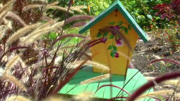 Птичий дом — стоковое видео