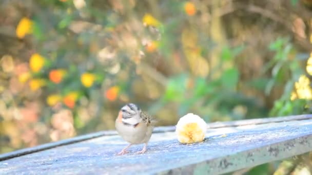 Птица ест банан — стоковое видео