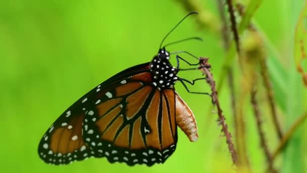 Reina mariposa — Vídeos de Stock