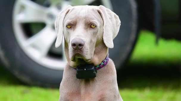 Weimarse staande hond hond zittend op het gras op een achtertuin — Stockvideo