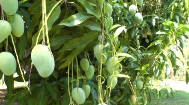 büyük bir ağaca tutunan Mango