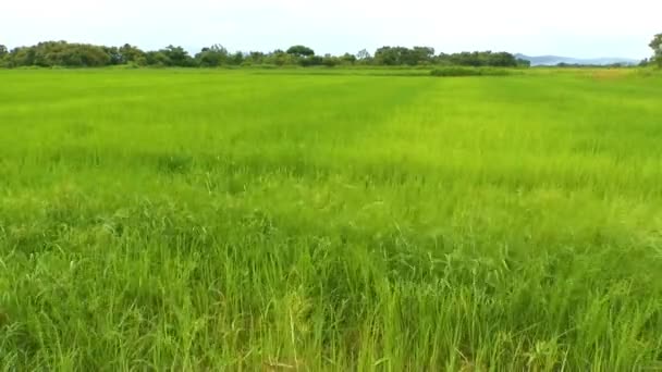 Grande herbe verte se déplaçant avec le vent 
