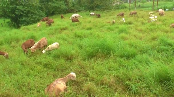 Grupp av får äta gräs på en äng — Stockvideo