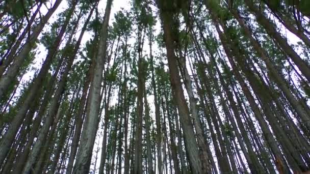 Zeer hoge bomen in een majestueuze dennenbos — Stockvideo
