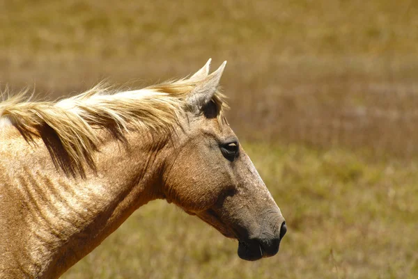 Palomino — Stock Photo, Image