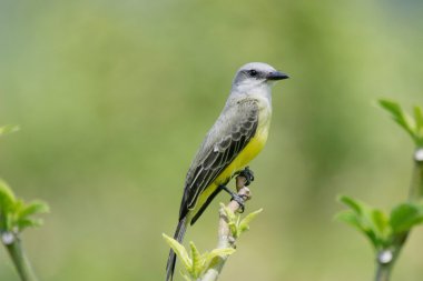tropik kingbird