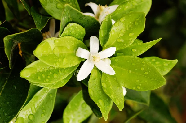 Orange blossoms — Stock Photo, Image