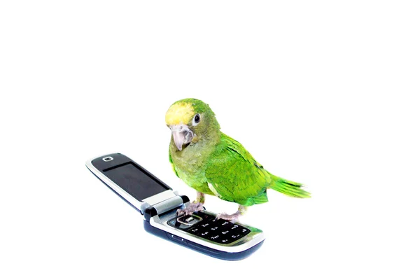 Konuşan papağan — Stok fotoğraf