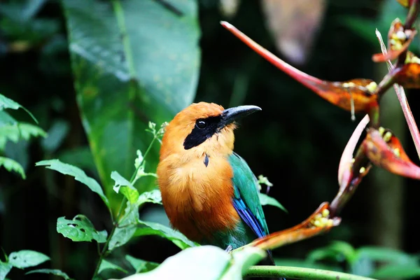 Pěvec motmot — Stock fotografie