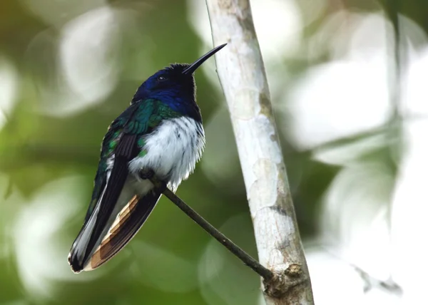 Örvös jakobinuskolibri — Stock Fotó