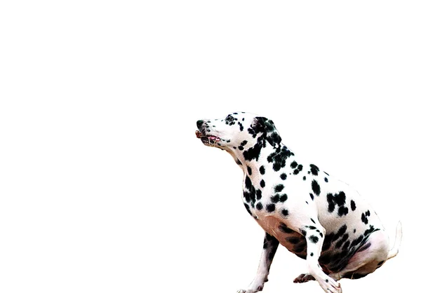 Dalmatian Dog — Stock Photo, Image