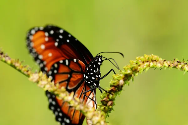 Borboleta rainha — Fotografia de Stock