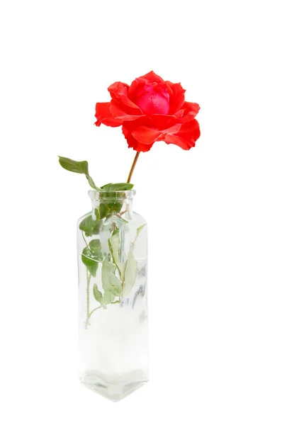 Róża w wazonie — Zdjęcie stockowe