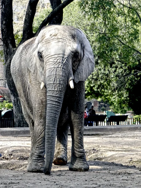 Zoo éléphant — Photo