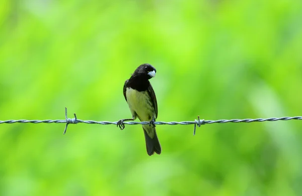 Grote seedeater man (sporophila nigricollis) — Stockfoto