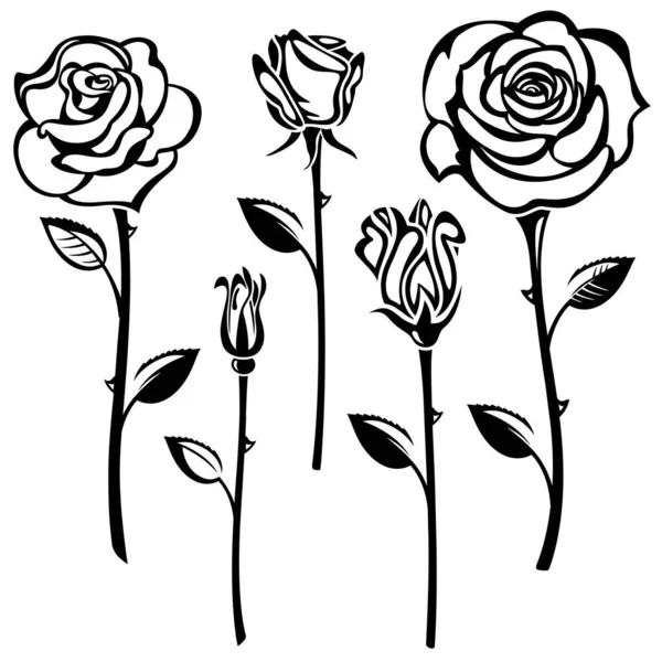 Колекція Чорно Білих Троянд Ліцензійні Стокові Ілюстрації