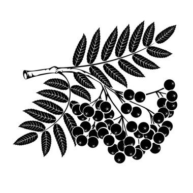 Beyaz bir arka planda Rowan Şubesi