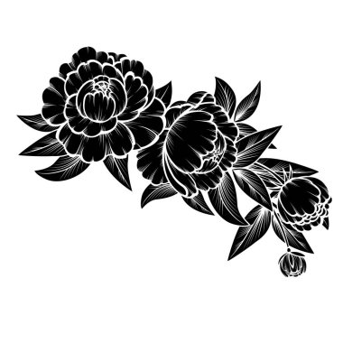 Beyaz arkaplanda bir gül dalı;