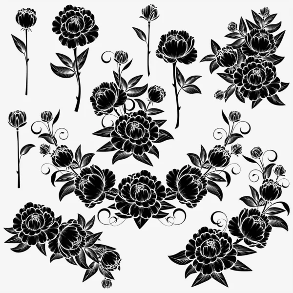 Colección Rosas Sobre Fondo Blanco Aislado — Vector de stock