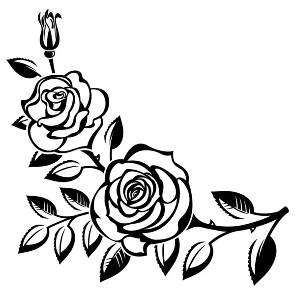 Гілка Троянд Білому Тлі Ліцензійні Стокові Ілюстрації