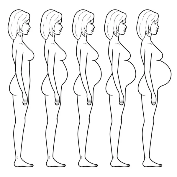 Vector Illustration Stages Pregnancy Woman Stock Illustration