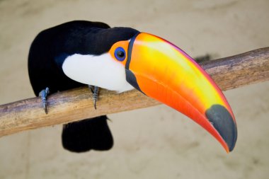 toucan kuş