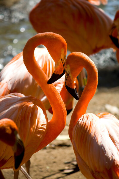 Loving flamingos forming a heart shape