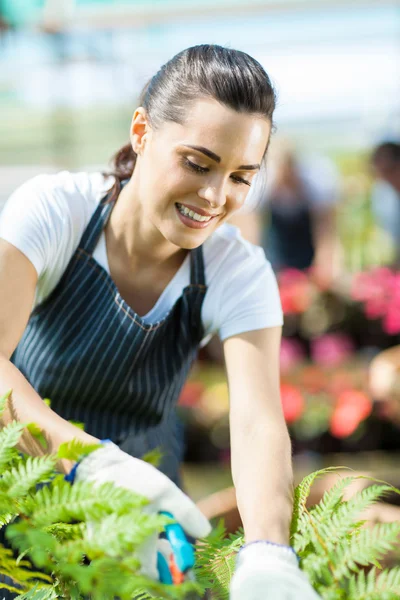 Bonita jardinera trabajando dentro del invernadero — Foto de Stock